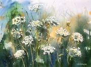 Koronki królowej Anny, A3