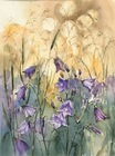 Campanula , A3